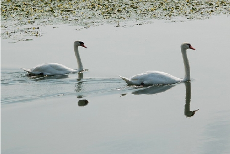 Riflessi sul Mincio